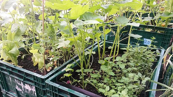 Ein Hochbeet in einer Gemüsekiste wird abgemessen