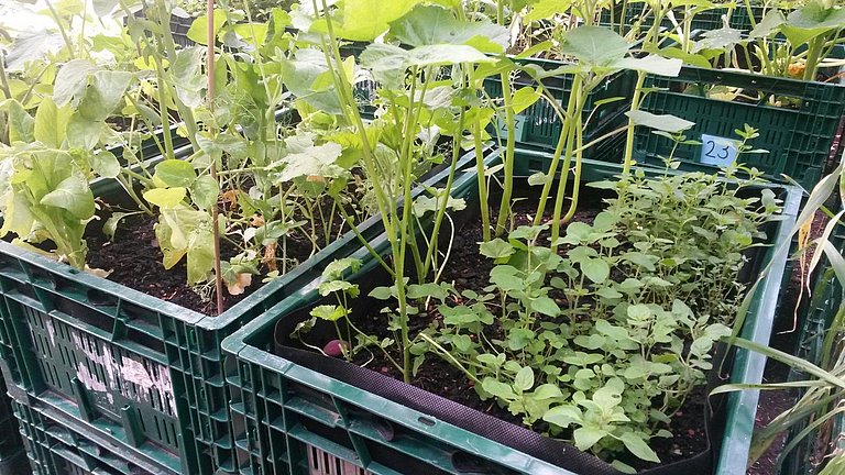 Mobile Gärten Ein Hochbeet in einer Gemüsekiste wird abgemessen