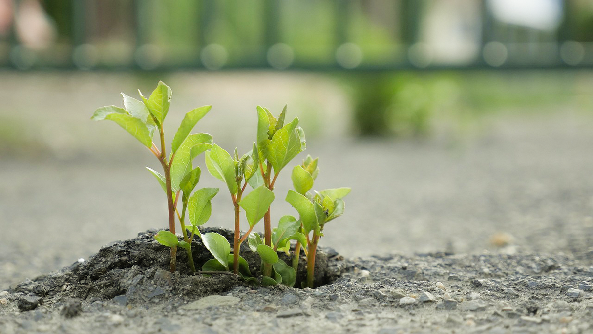 Spross auf entsprießt aus kargem Boden