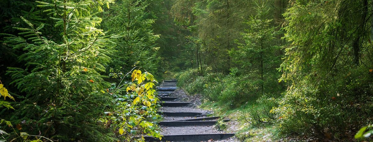 Blick auf eine Waldlichtung