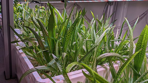 Grüne Pflanzen wachsen nebeneinander in Behältern in einem alten Frachtcontainer an.