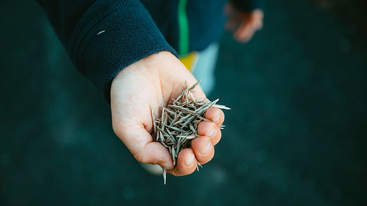 Nahaufnahme einer Kinderhand mit Samen