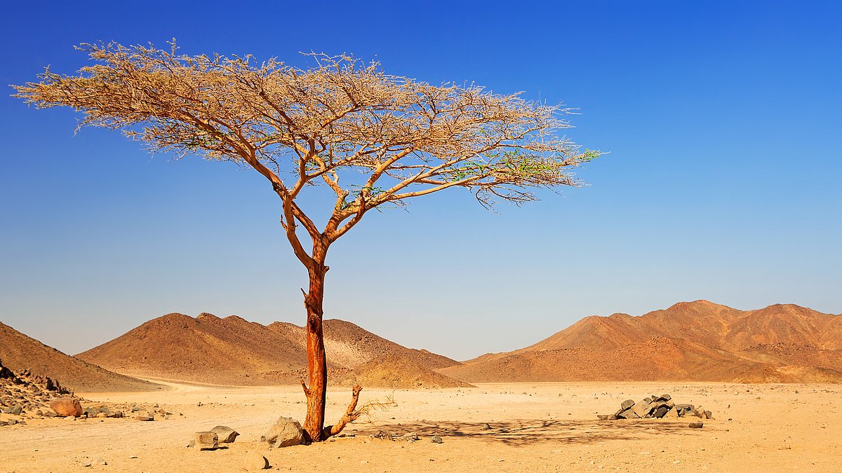 Ein einzelner Baum steht in der Wüste.