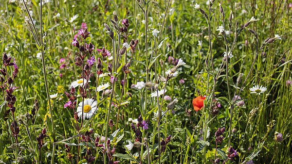 Blühende Wiese mit vielen verschiedenen bunten Blumenarten.