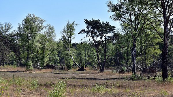 Eine Lichtung in einem Wald, umgeben von Mischbäumen
