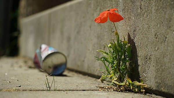 Blume wächst zwischen Asphalt