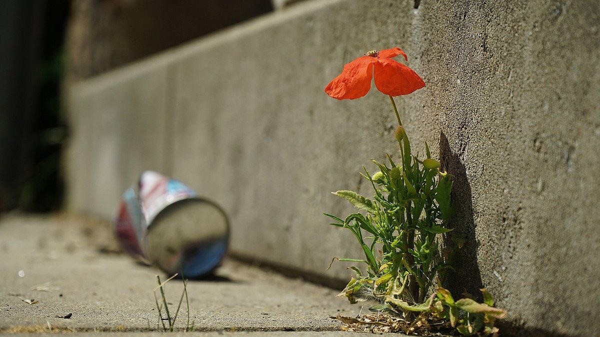 Blume wächst zwischen Asphalt