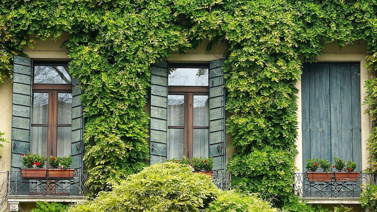 Bewachsene Hauserfassade