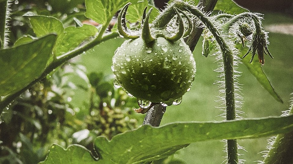 Grüne wilde Tomate im Regen