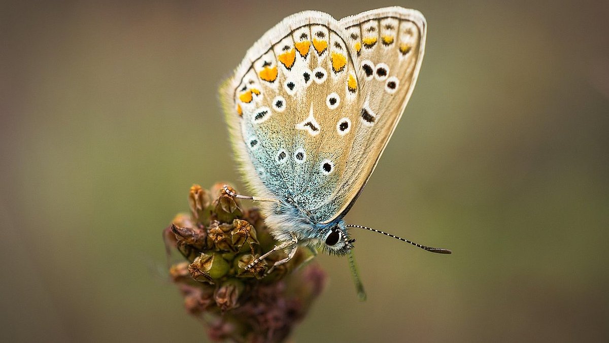 Nahaufnahme eines oker-türkiesen Schmetterlins 