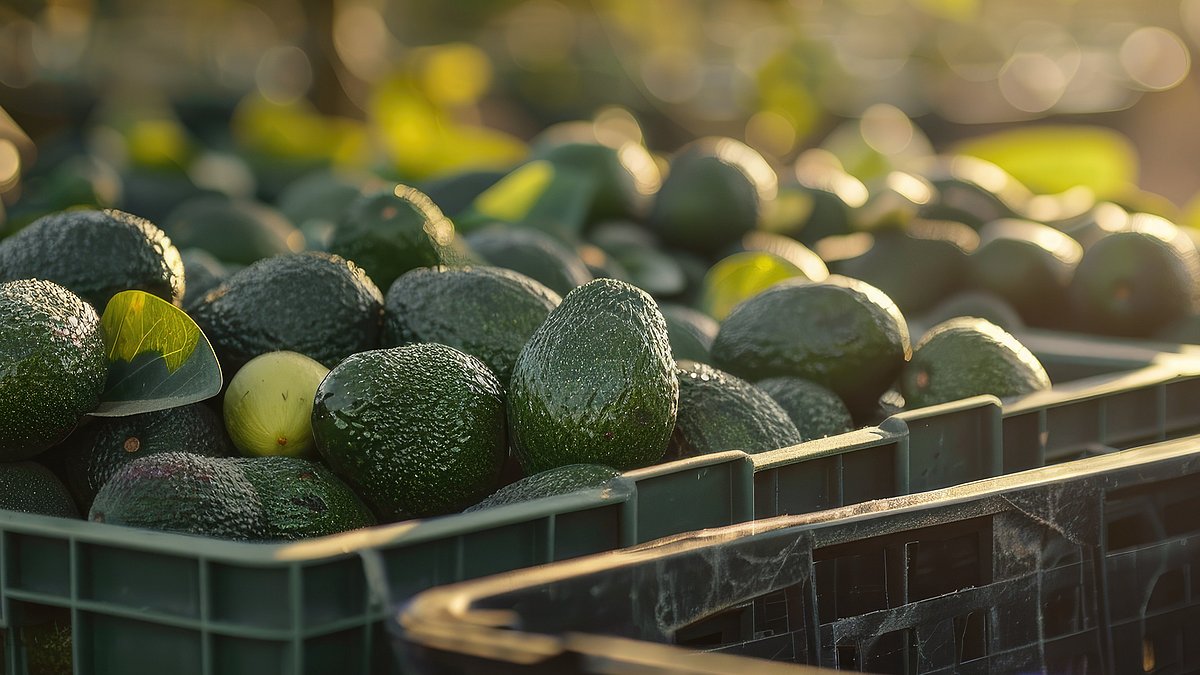 Globales Lernen in der beruflichen Bildung Avocados liegen auf einer Farm in einer Kiste.