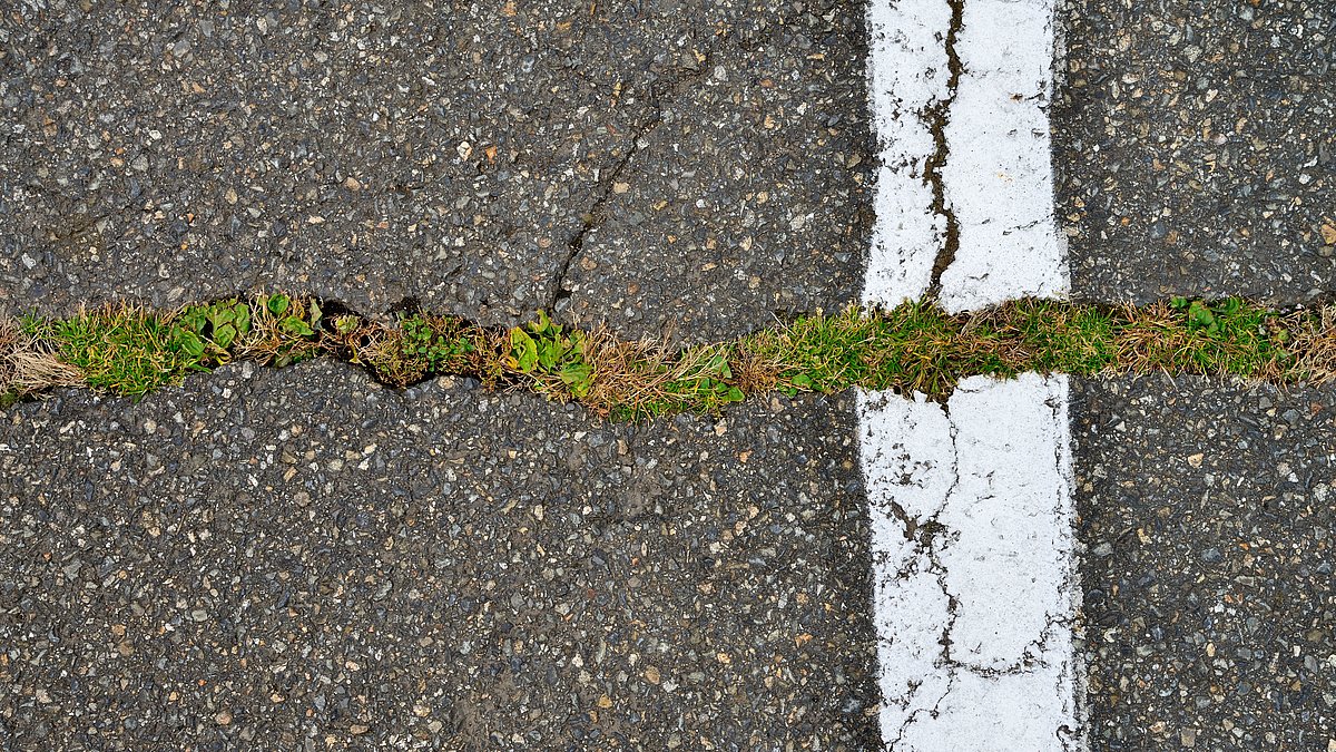 Pflanzen brechen durch einen Streifen Asphalt. 