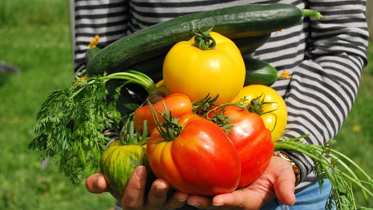 Hände halten eine Auswahl an selbst geerntetem Gemüse
