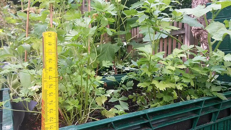 Mobile Gärten Natur und Biodiversität Ein Hochbeet in einer Gemüsekiste wird abgemessen