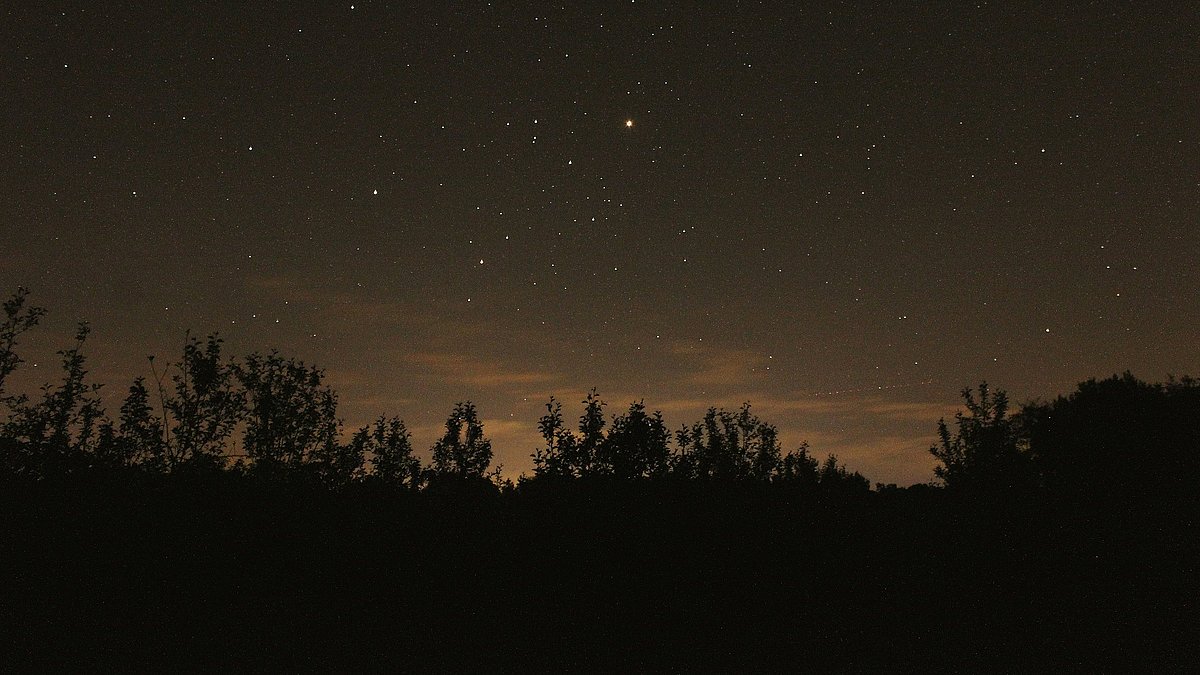 Ein dunkler Wald mit Blick in den Sternenhimmel