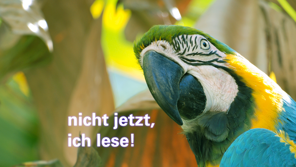 Porträt eines Aras, der genervt in die Kamera schaut