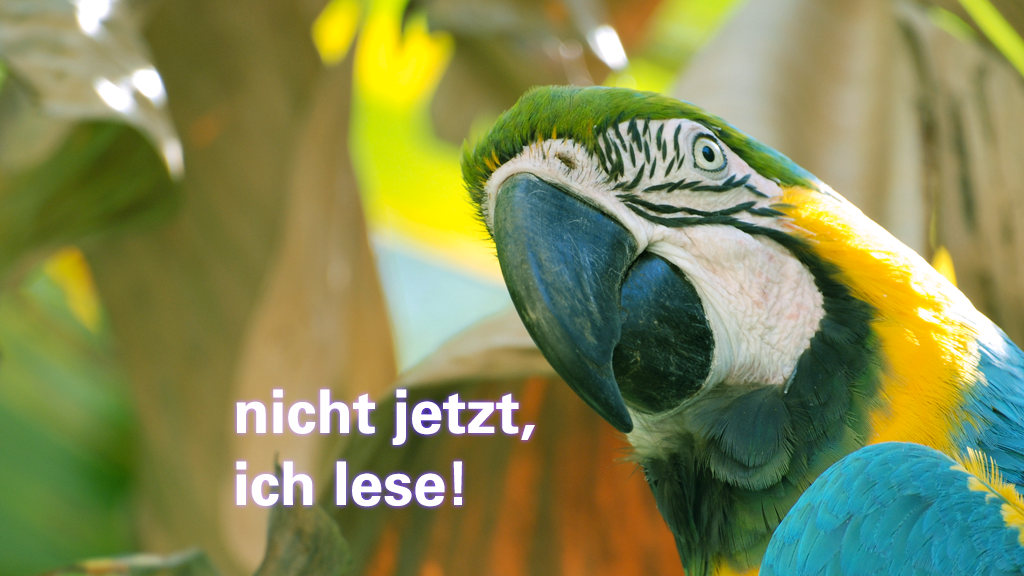 Porträt eines Aras, der genervt in die Kamera schaut