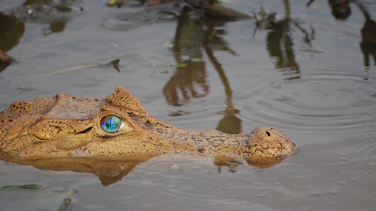 Kaiman mit dem funkelnden Auge einer Weltkugel 