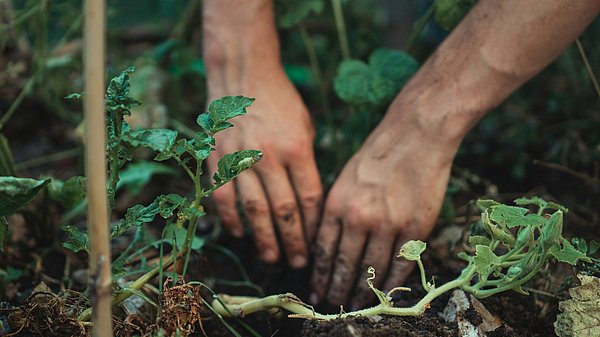 Nahaufnahme von zwei Händen, die Setzlinge in Erde pflanzen