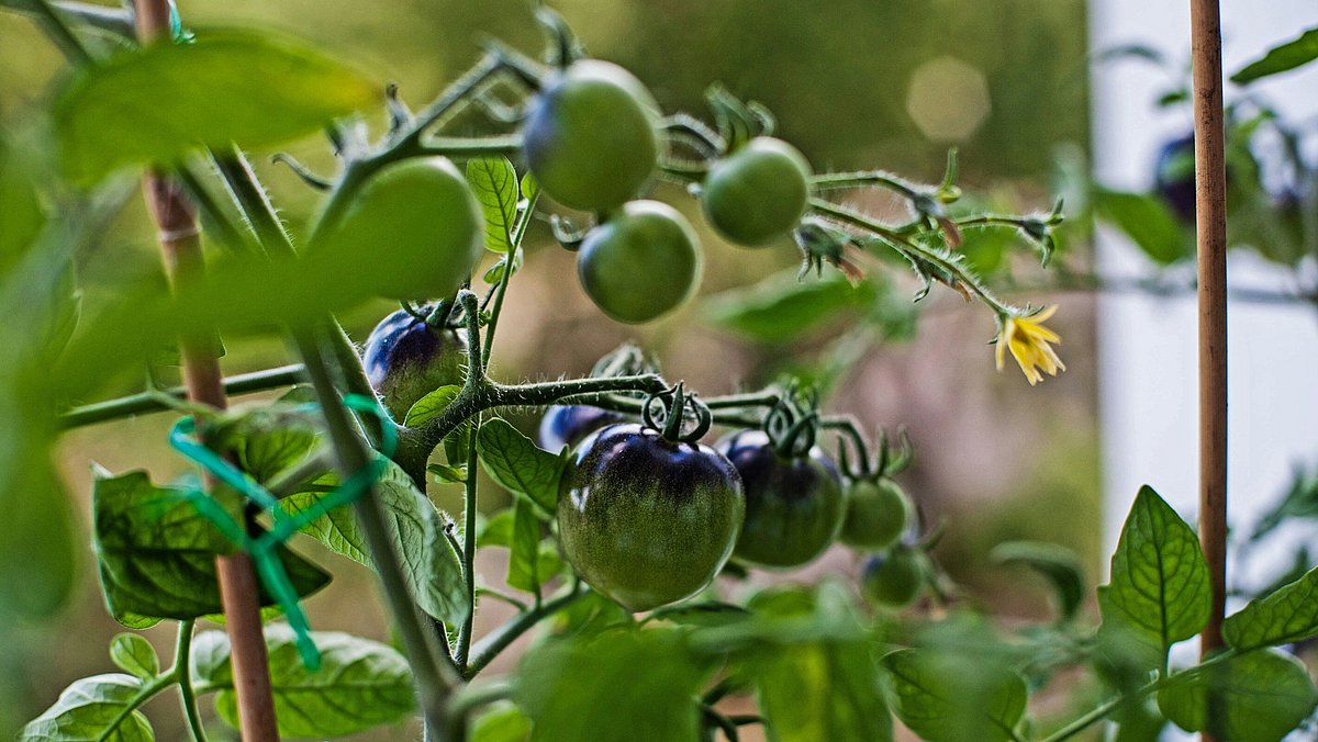Grüne Tomaten wachsen an einem Strauch