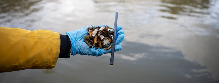 Hand mit Zigarettenstummeln bei einer Aufräumaktion