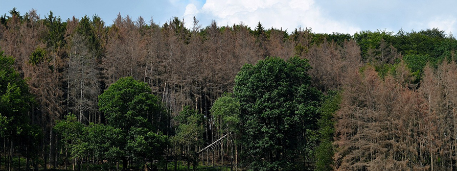 Unsere Wälder in der Krise