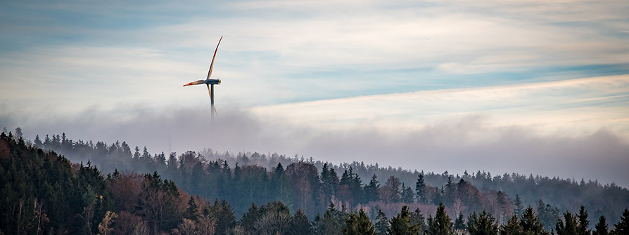 Windkraft, Wald und Artenschutz?