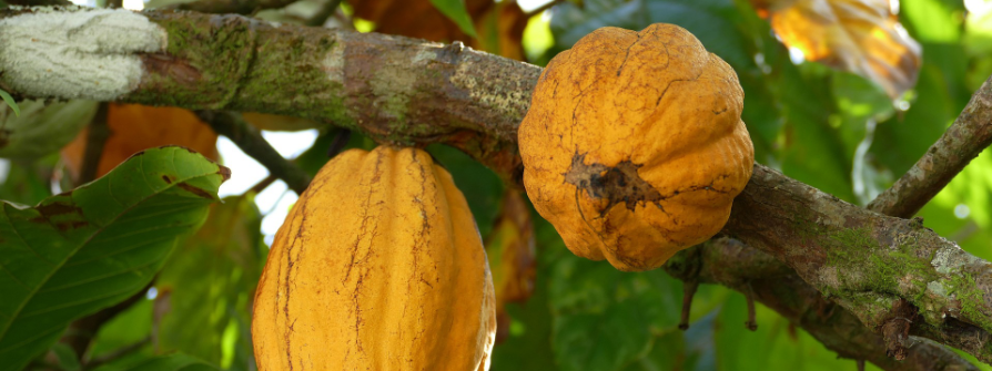Kakaobohnen