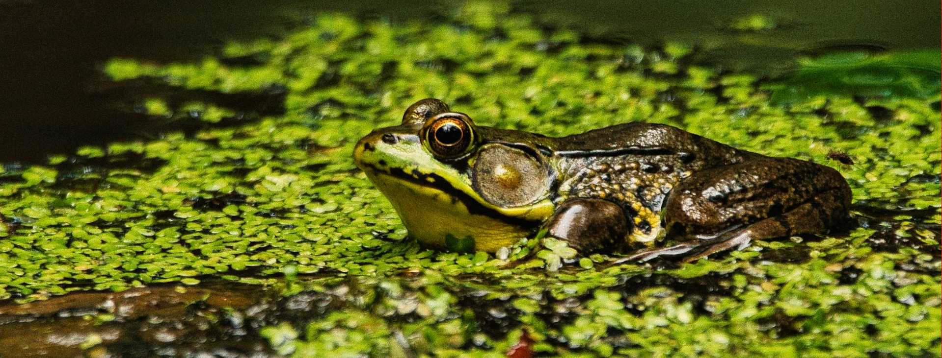 Grasfrosch guckt aus Wasser