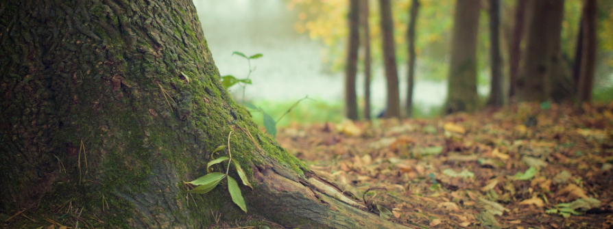 MorgenWald Diskussion