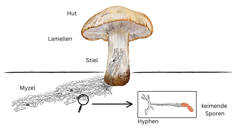 Workshop: Pilze und ihre Rolle im Ökosystem